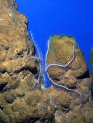 we really have to stop meeting like this...Roatan, HN by Jon Kreider 